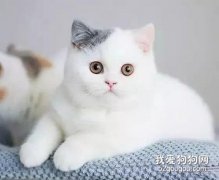 猫咪换毛期家长如何应对？