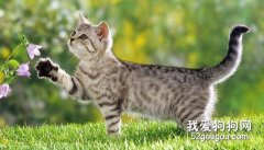 夏季养猫注意事项