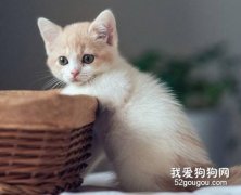 猫咪吐毛球怎么办