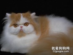 猫咪毛质粗糙怎么办