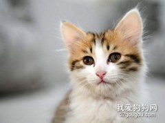 用什么给猫咪洗澡比较好