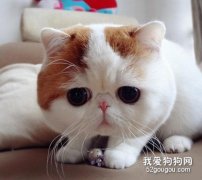 猫咪一直掉毛不断怎么办？