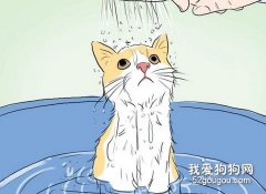 <b>给猫咪洗澡的实用技巧</b>