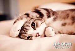 如何去除猫咪身上的跳蚤