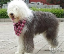 饲养古代牧羊犬的五个注意事项