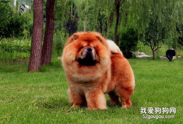 松狮犬的习性