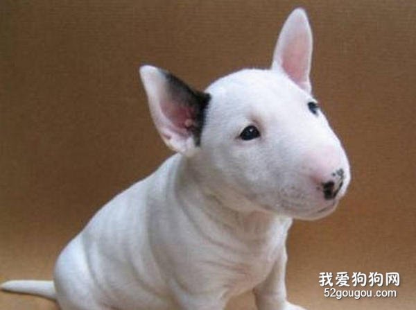 牛头梗幼犬