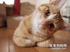 如何快速去除猫咪身上的跳蚤