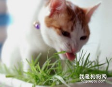 猫咪毛球症怎么治疗和预防