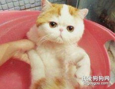 如何让猫咪不害怕洗澡