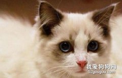 春季养猫注意事项之春季感冒要重视