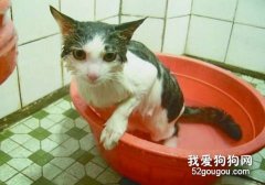 新手该如何给猫咪洗澡？