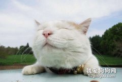 春季猫咪掉毛怎么办？