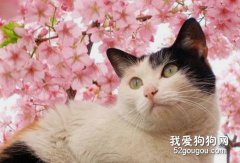 春季猫咪感冒怎么办？