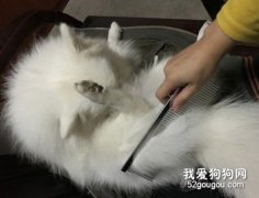 猫咪梳毛的重要性你不可不知道