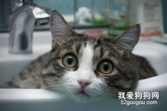 让猫咪乖乖洗澡并不难哟