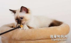 猫咪洗澡的必备物品