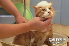 猫咪洗澡不可不知的五个步骤