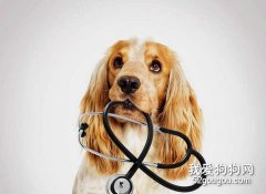 为什么狗狗会得关节炎？