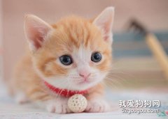 春季猫咪换毛期注意事项