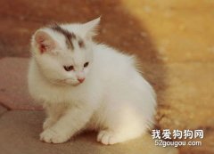 春季猫咪掉毛严重是正常的吗？