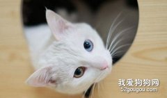 猫咪身上长跳蚤虱子怎么办？