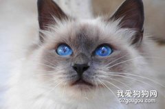 给暹罗猫美容的正确方法