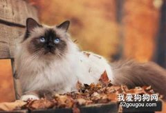 秋季如何护理猫咪？预防疾病怎样做？