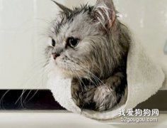 哪些情况下猫咪不能洗澡