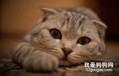 折耳猫洗澡用什么沐浴露好？