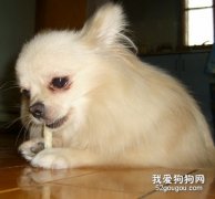 你适合喂养博美犬吗？