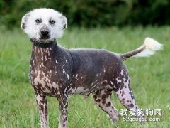 秘鲁无毛犬介绍