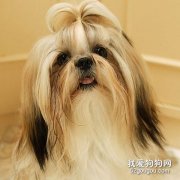 西施犬的特点