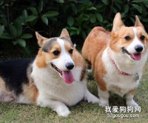 怎么挑选柯基犬？