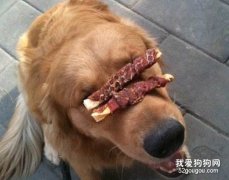 如何训练狗狗不乱吃东西？