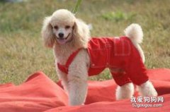 如何预防贵宾犬受凉感冒