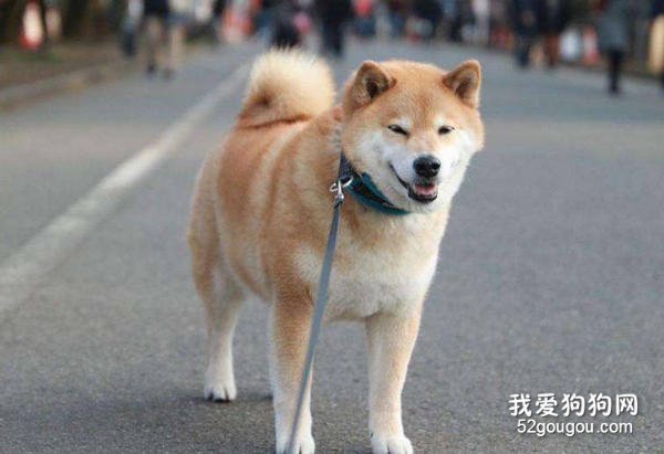 喂养柴犬