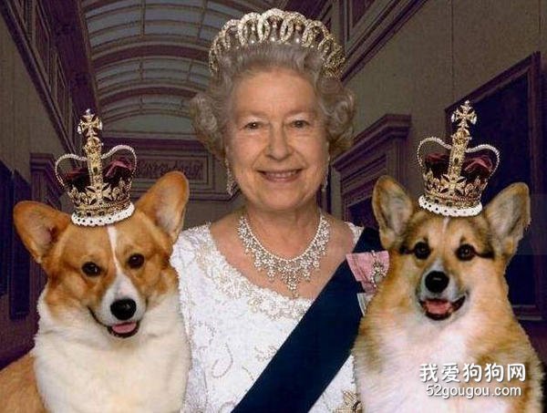 女王和柯基犬