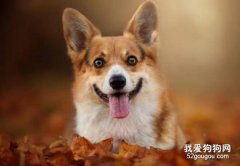 柯基犬有哪些显著的优点