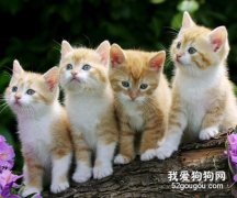 如何选择一只可爱的猫咪？