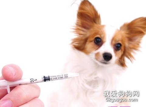 狗狗打疫苗