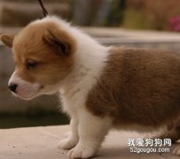 怎么选购幼犬？