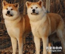 如何选择秋田犬？