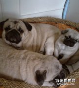 喂养巴哥犬注意什么？