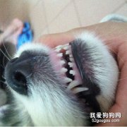 狗狗护齿凝胶的用法