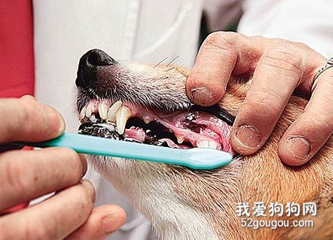 狗狗清洁牙齿