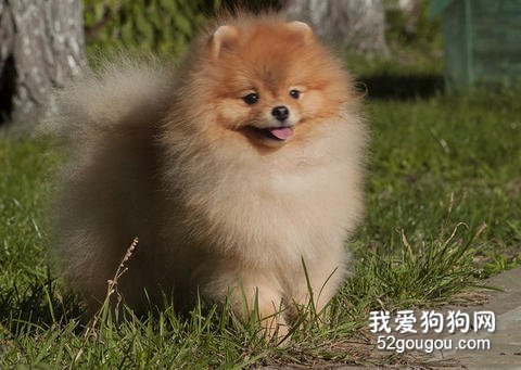 城市饲养博美犬