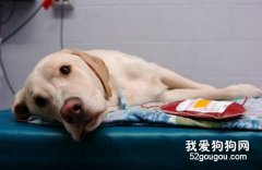 高龄宠物犬的护理方法