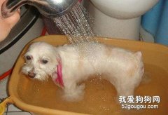 怎样给小狗洗澡及喂食？