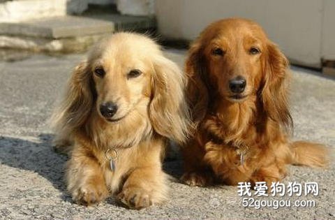 长毛腊肠犬